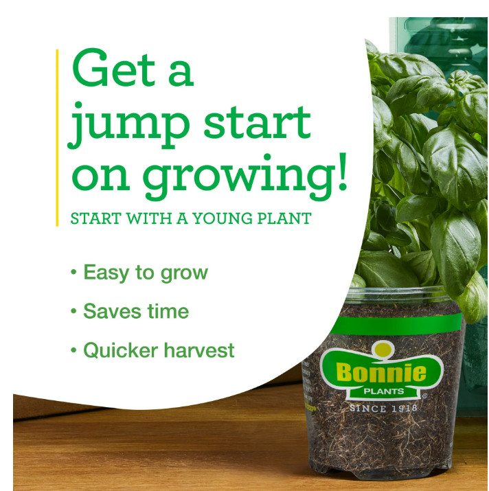 (2 pack) Bonnie Plants Italian Oregano 19.3 oz.