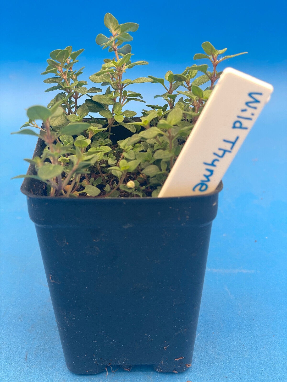 Wild Thyme Live Plant 3″ Starter Pot – Thymus praecox