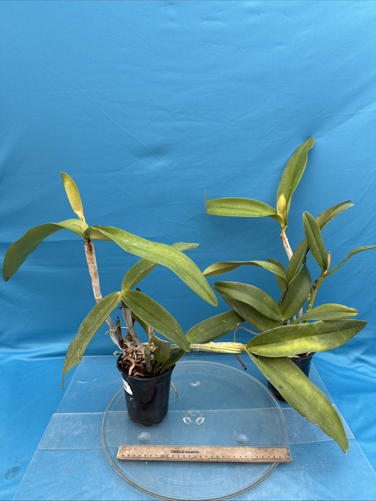 Cattleya Kay Fresh Divisions BS Purple Pink Orchid Hybrid SHEATH 4.5” Pot
