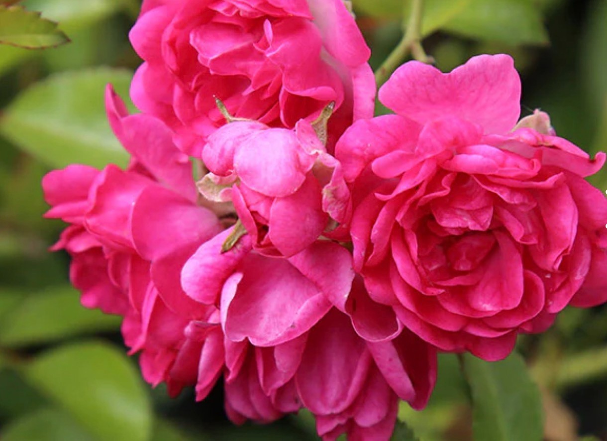Lovely Fairy Rosa Shrub Rose ROOTED Live Rose Plants 4.5″ Tall