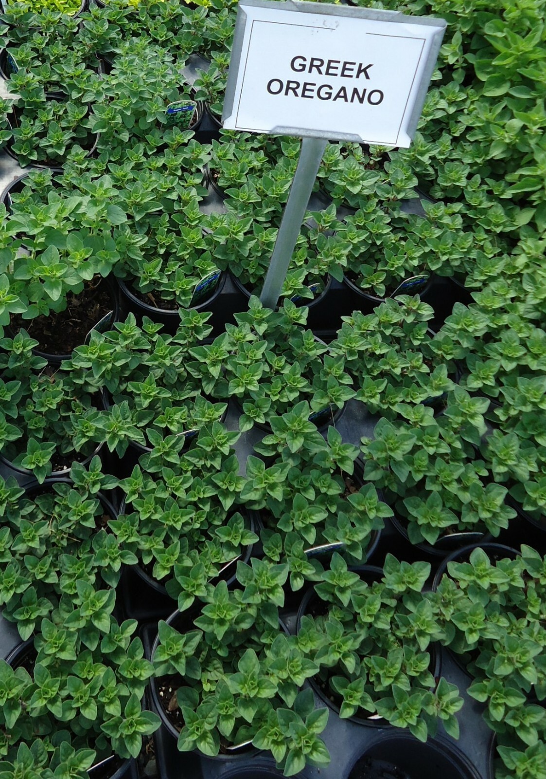 2,000 Seeds GREEK TRUE OREGANO Medicinal Perennial Herb Origanum Hirtum Non-GMO