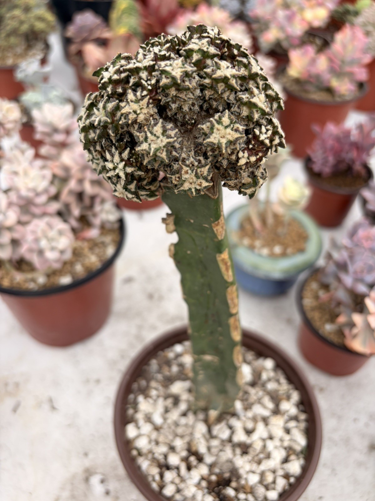 Rare Cactus Grafted