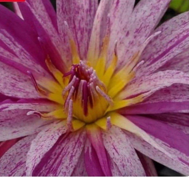 Peppermint Splash Tropical Water Lily ** Award Winning ** / Mature Blooming!