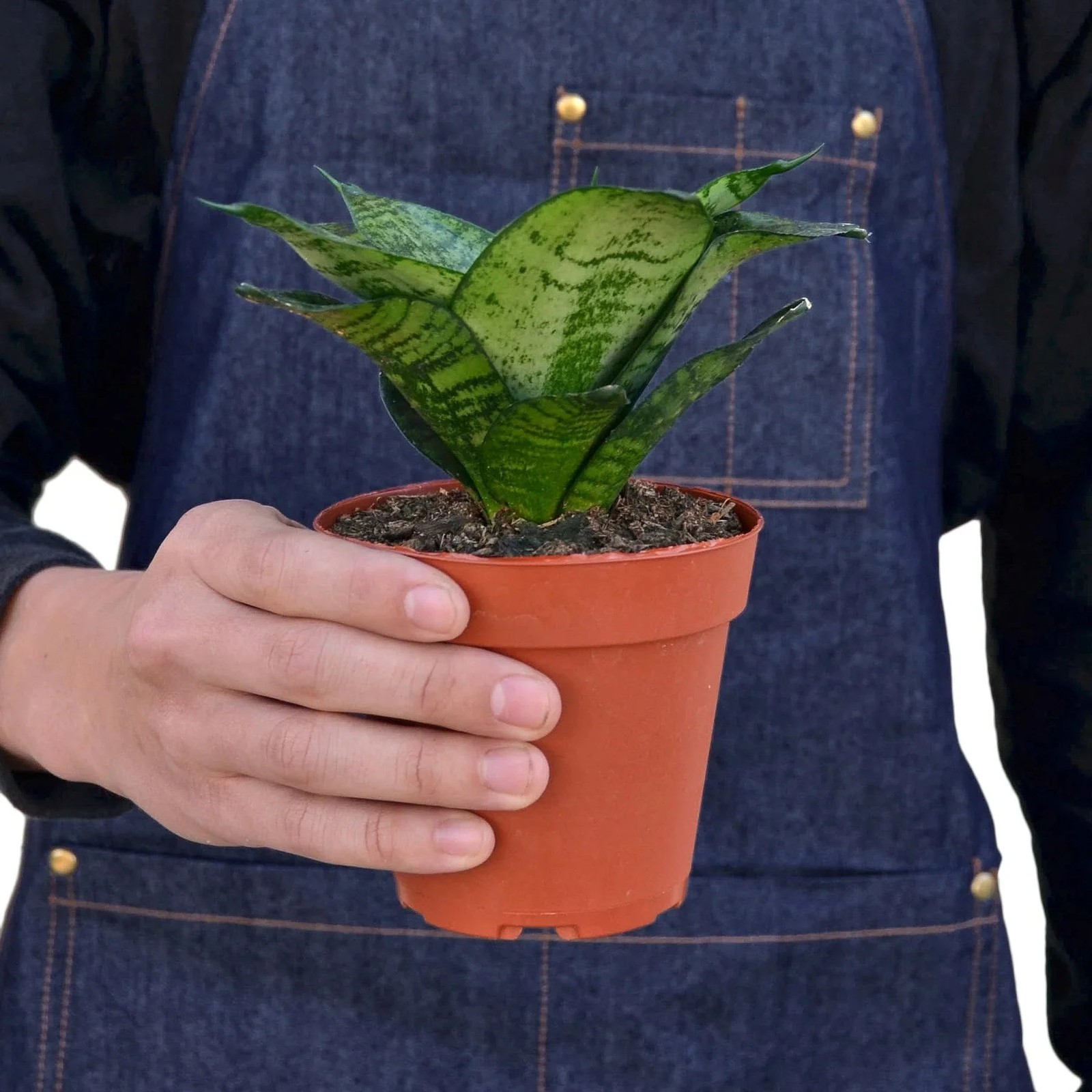 Snake Plant Black Robusta • Sansevieria • Dark Green Almost Black Leaves
