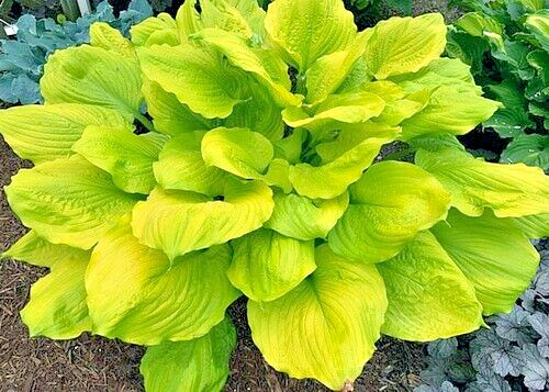 20 SEASONS IN THE SUN HOSTA SEEDS