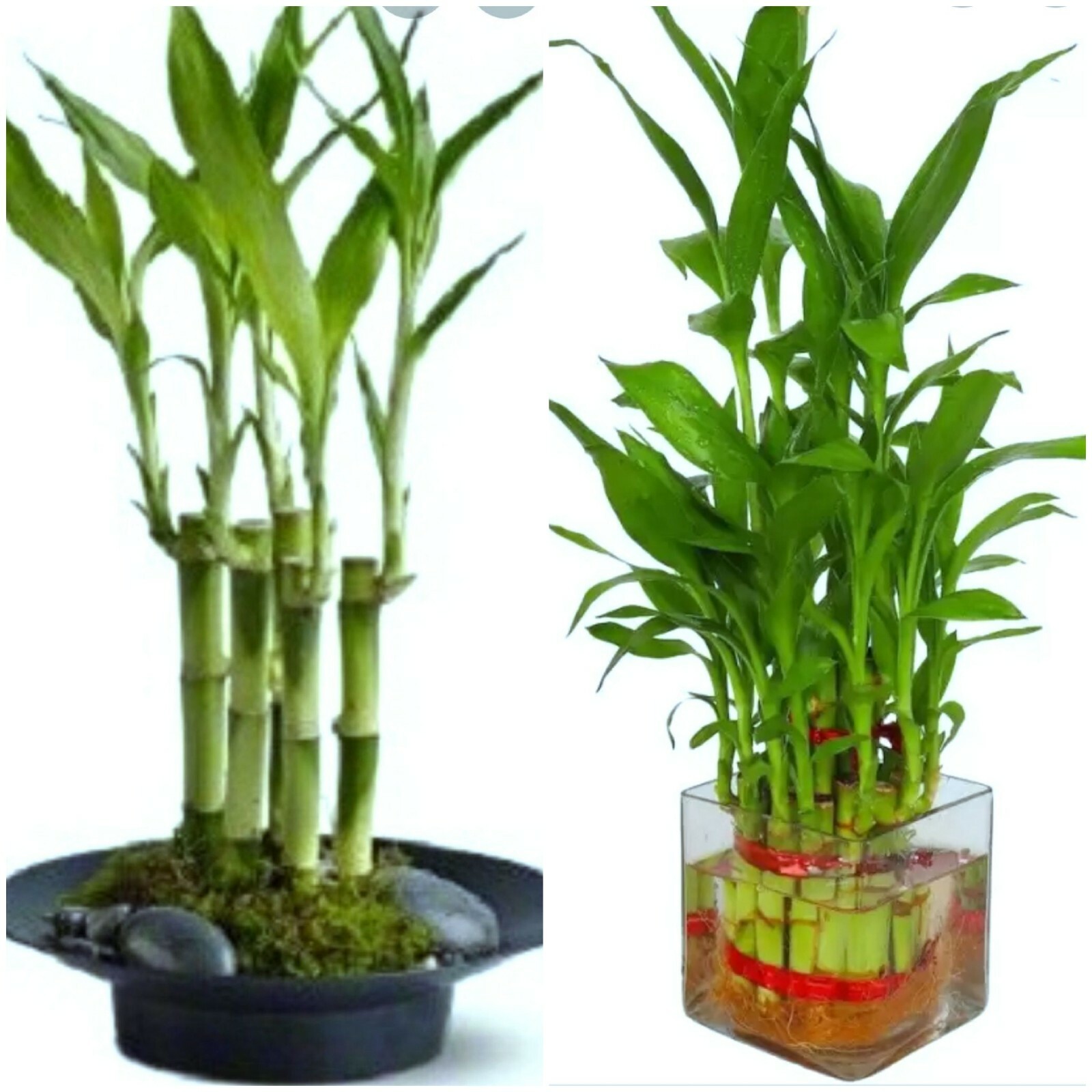 7 Lucky Bamboo Plant 4″ Stalks, Feng Shui, GIFT, LIVE PLANT, Indoor Perennial