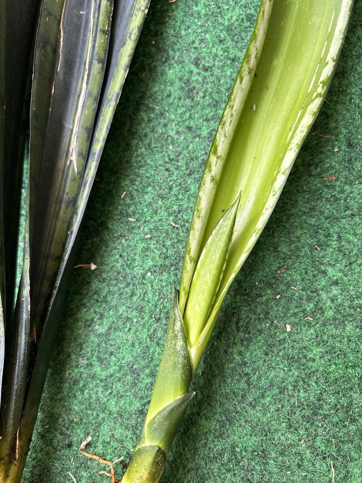 EXACT Sansevieria ‘Whitney’ 20” tall rooted healthy live snake plant With Pups