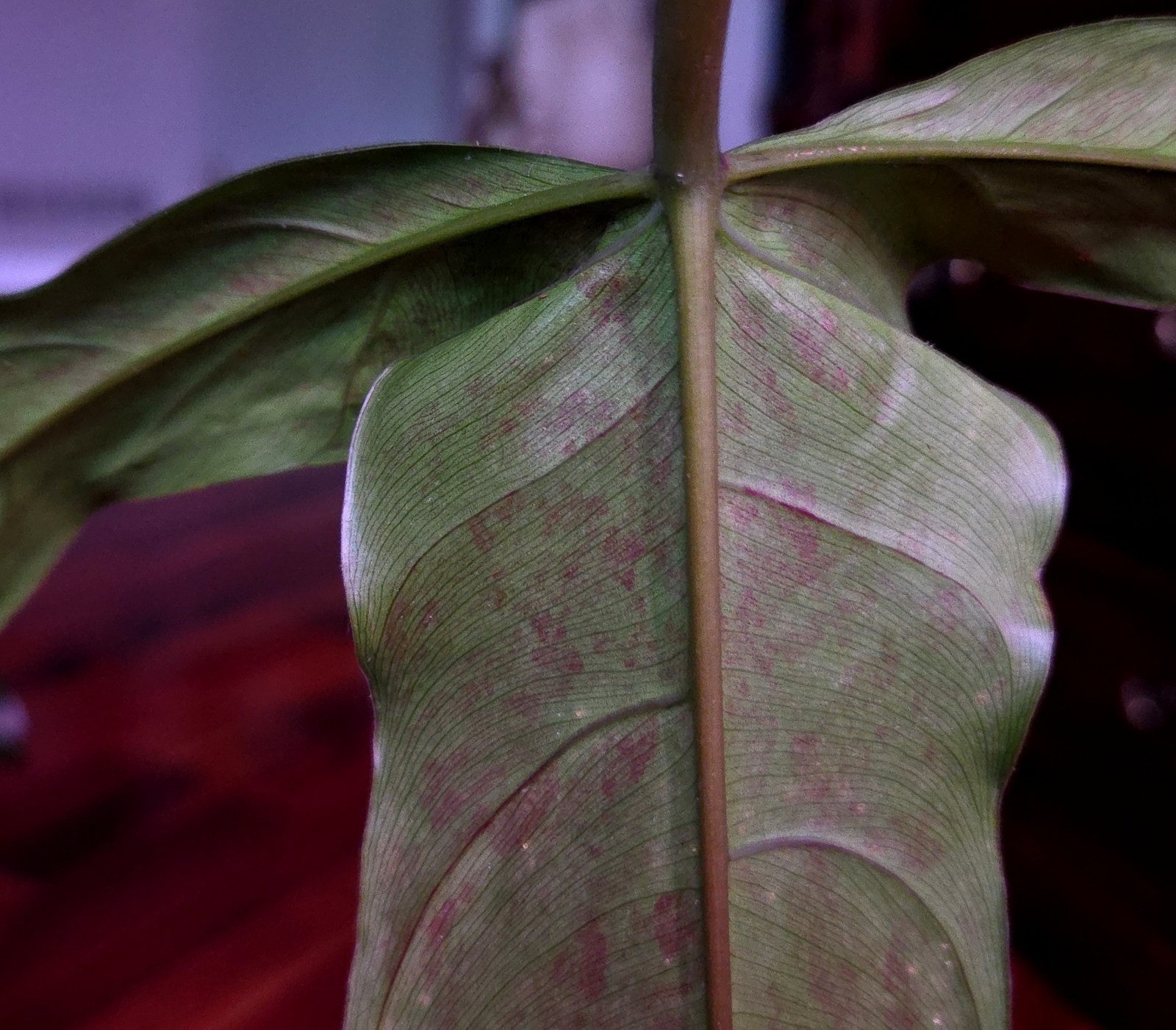 RARE XL Philodendron Pinnatilobum X Paloraense 26″ Tall Not Monstera Anthurium