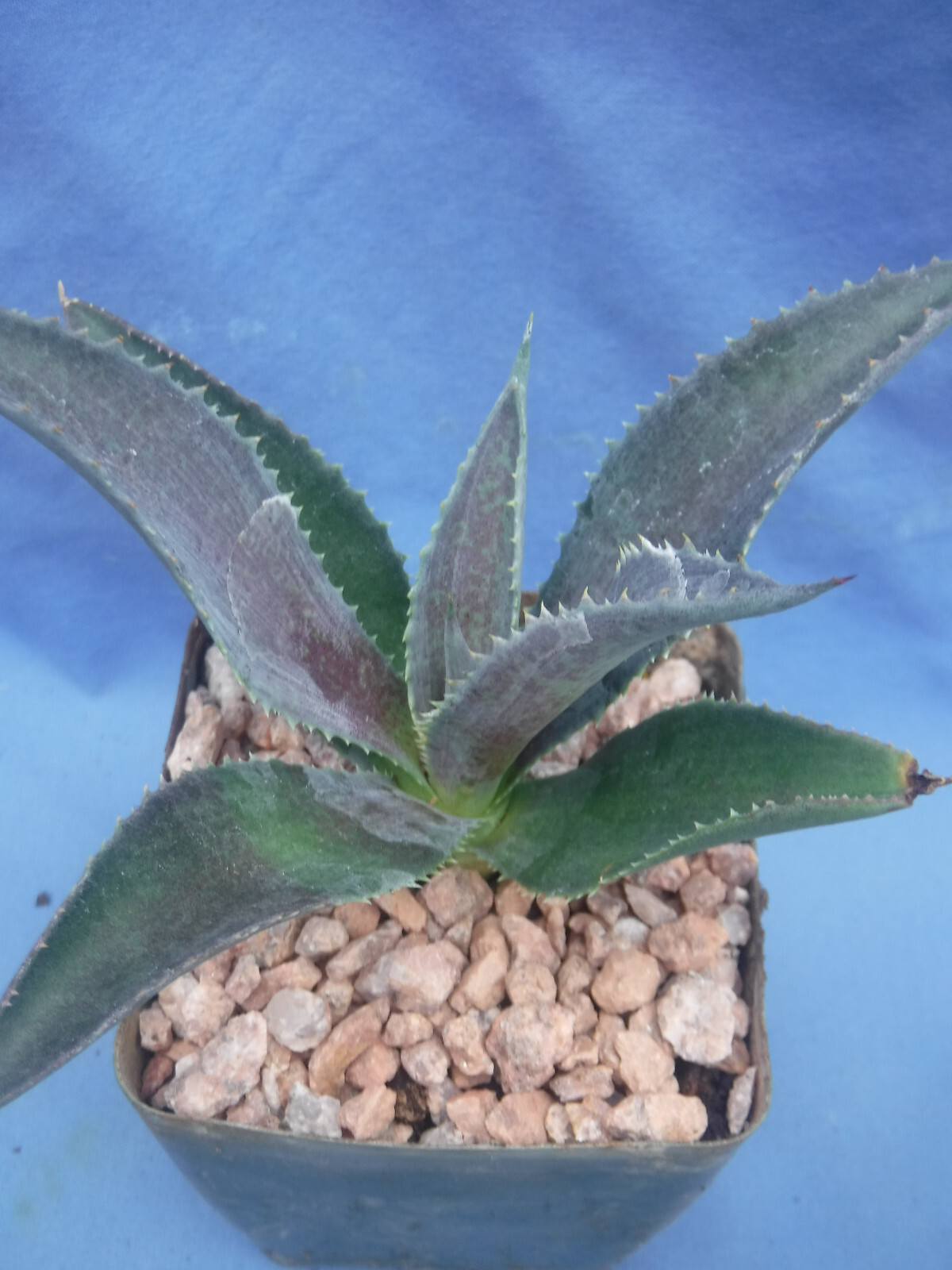 Silver Fox Mangave STARTER Plant Agave & Manfreda Hybrid Silver When Mature 4″+!