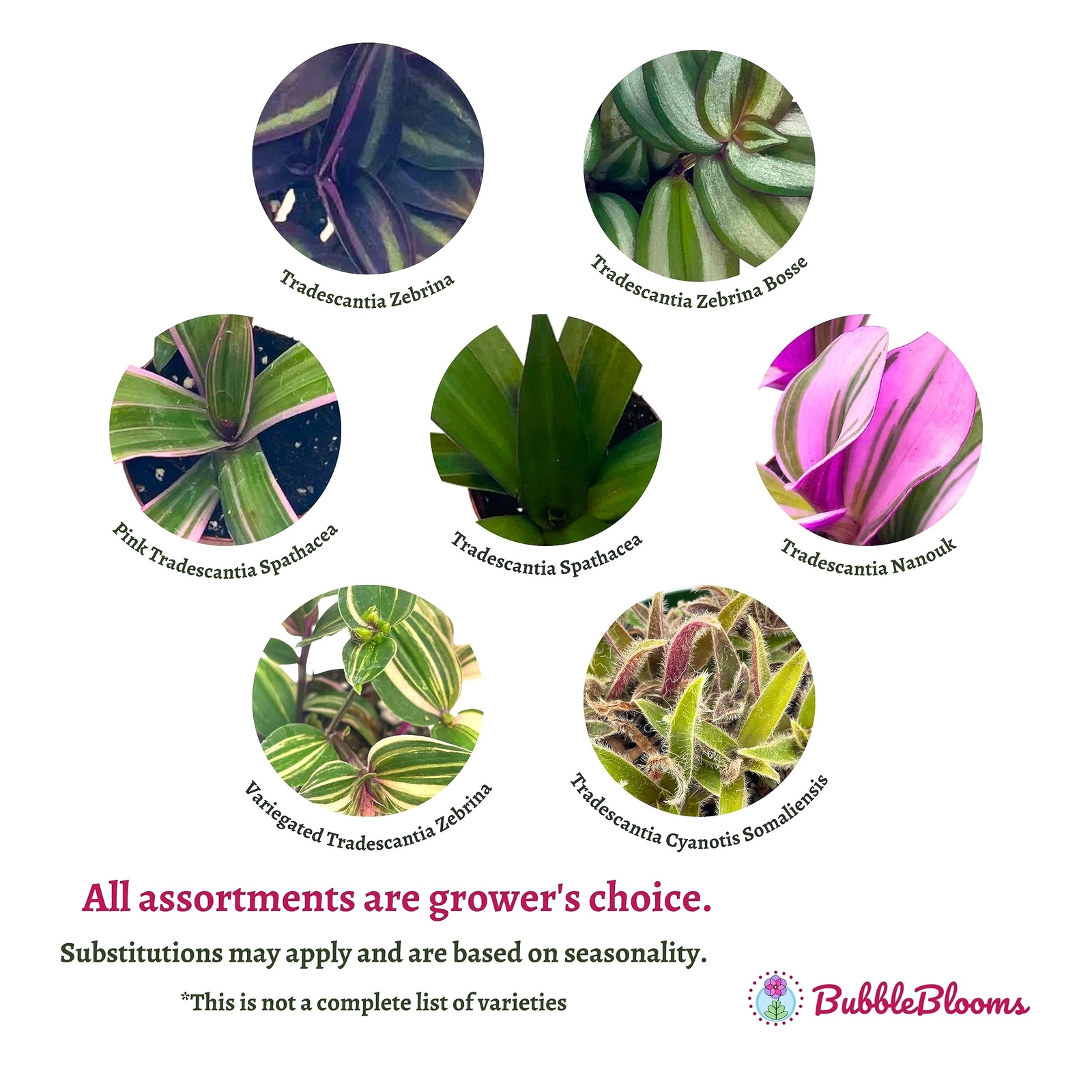 Wandering Jew Assortment, Tradescantia Variety, 2 inch, Set of 3 Tiny Mini Pixie