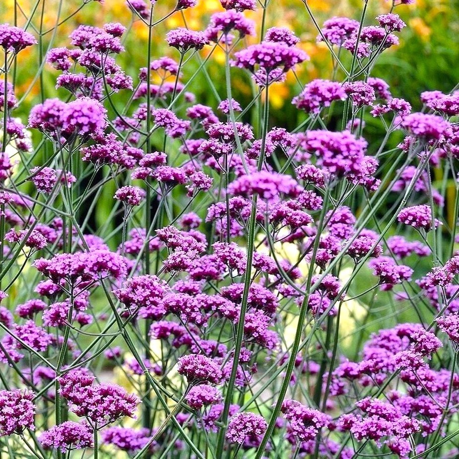 Purpletop Vervain Seeds 200+ Verbena Bonariensis Perennial Garden Medicinal USA