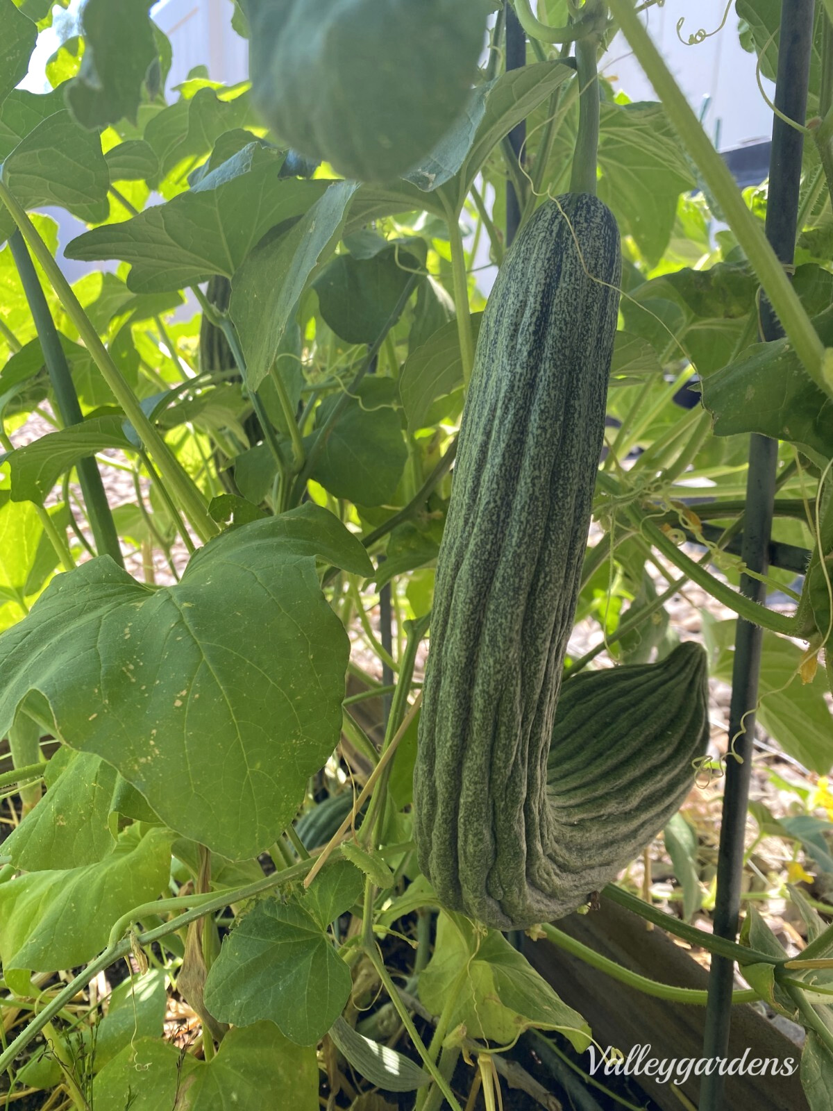 🌱 Heirloom Armenian Dark Green Cucumber 20 Seeds