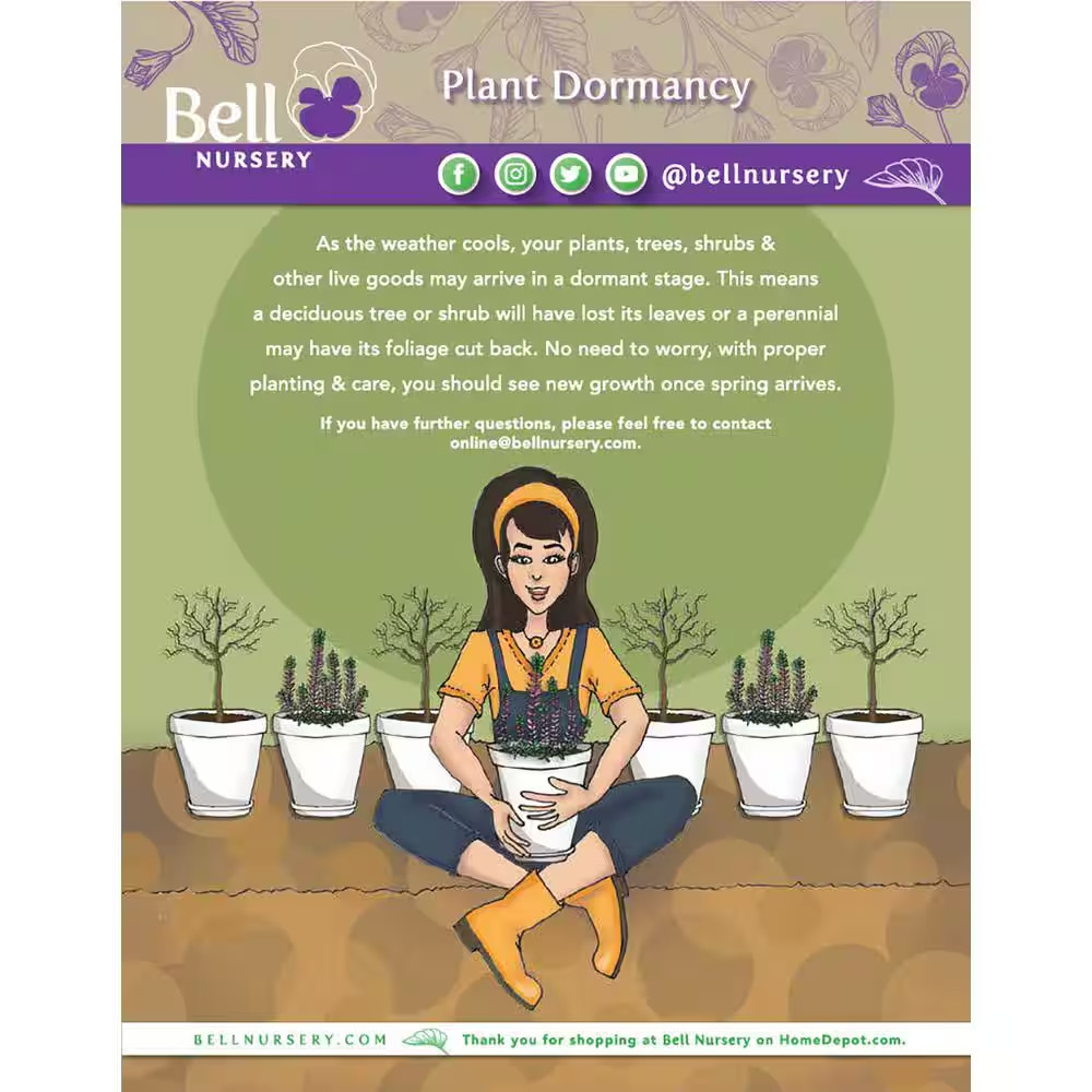 1 Gal. First Lady Brindabella Live Rose with Lavender-Pink Flowers (1-Pack)