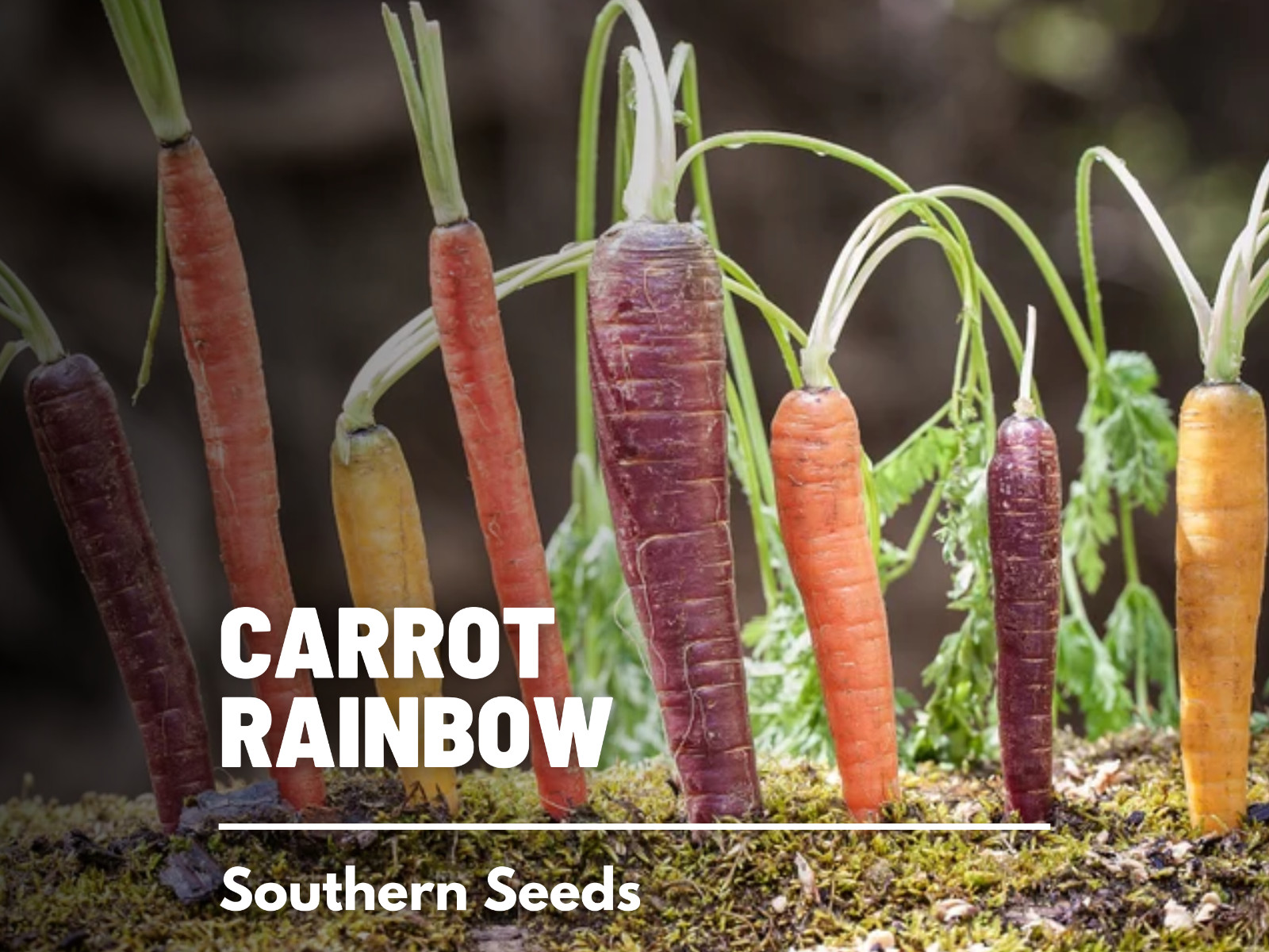 Carrot, Rainbow Blend – 100 Seeds – Heirloom – Non GMO (Daucus carota)