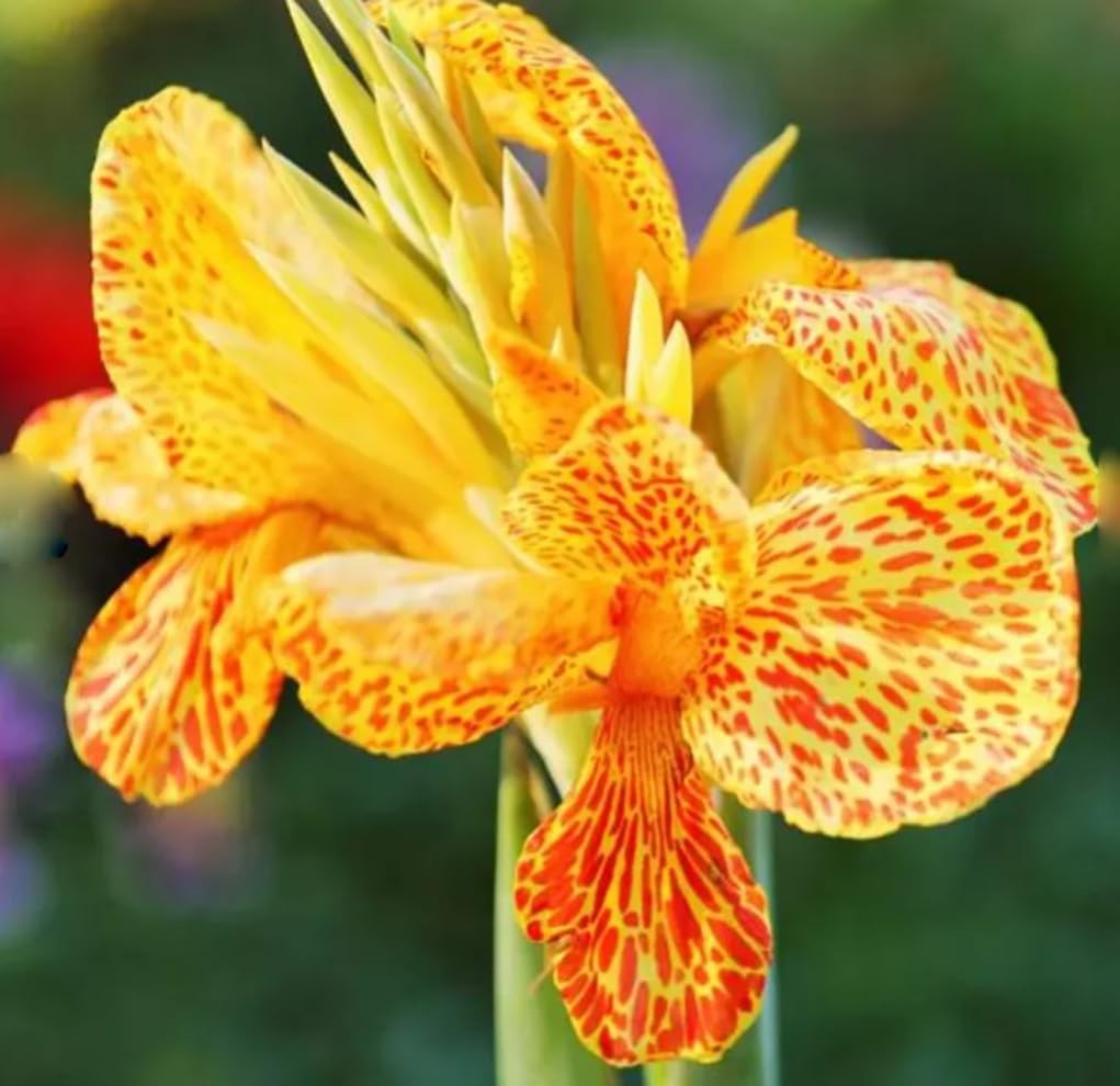 10pcs Canna Lily Seeds x Generalis Cleopatra Ornamental Plant yellow