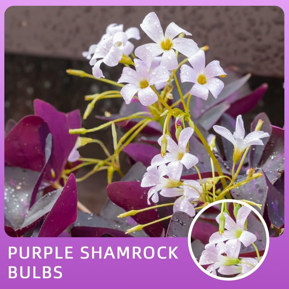 Purple Shamrock Bulbs 12 Pcs Good Luck Purple Oxalis Bulbs for Planting Indoor a