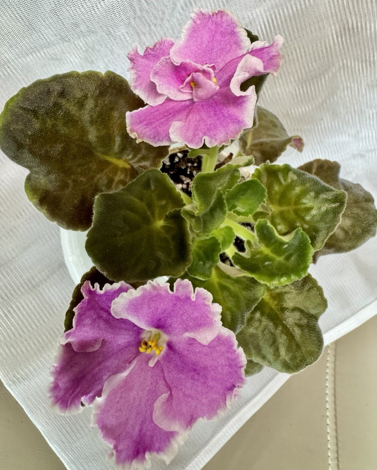 African Violet Plant EK Bright Kimono