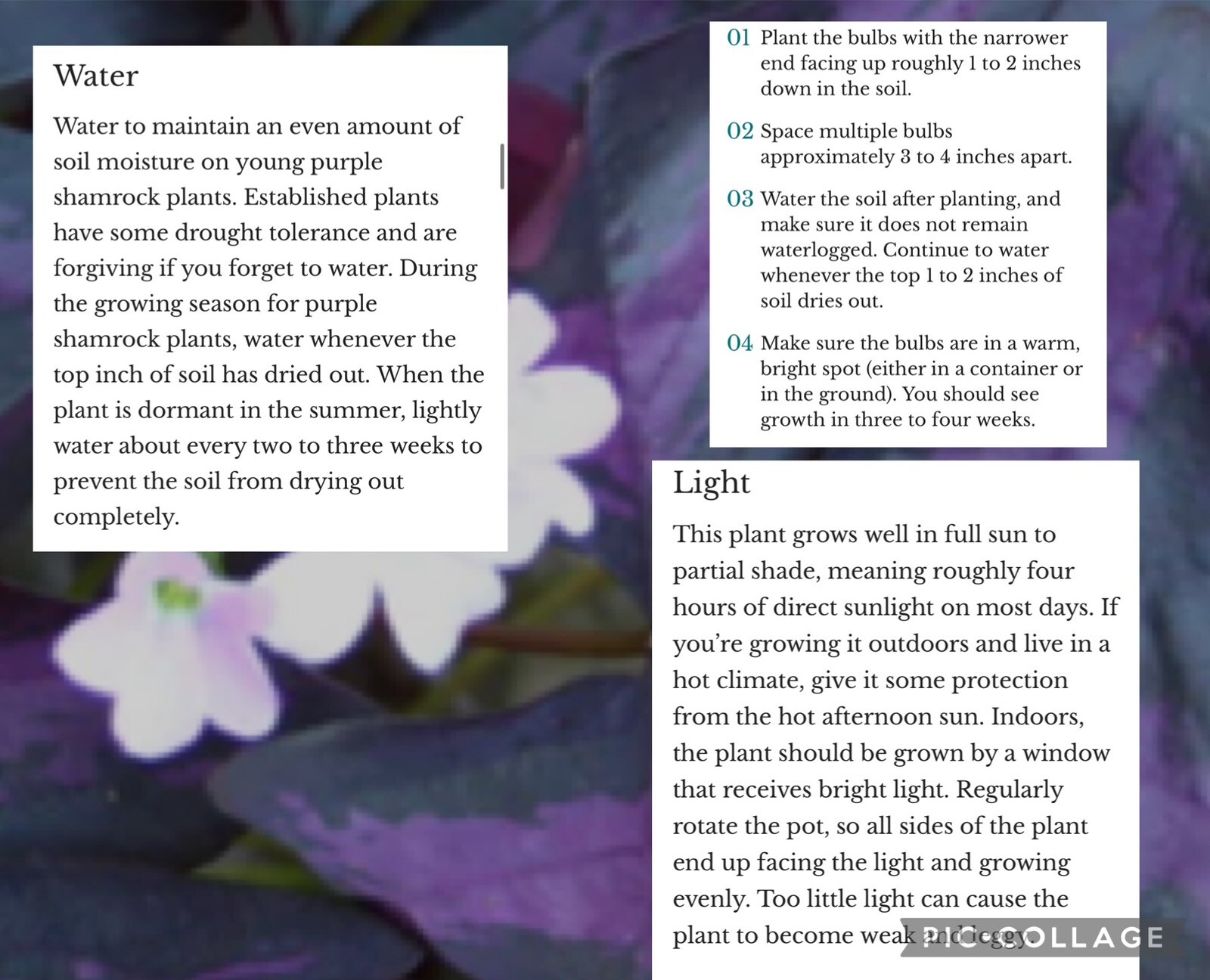 👒 10 Purple Shamrock~Oxalis Triangularis~Bulbs~Striking Colors~Lovely~Blooms