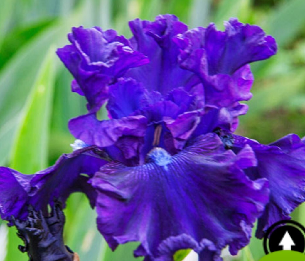 1 Purple Rhizome