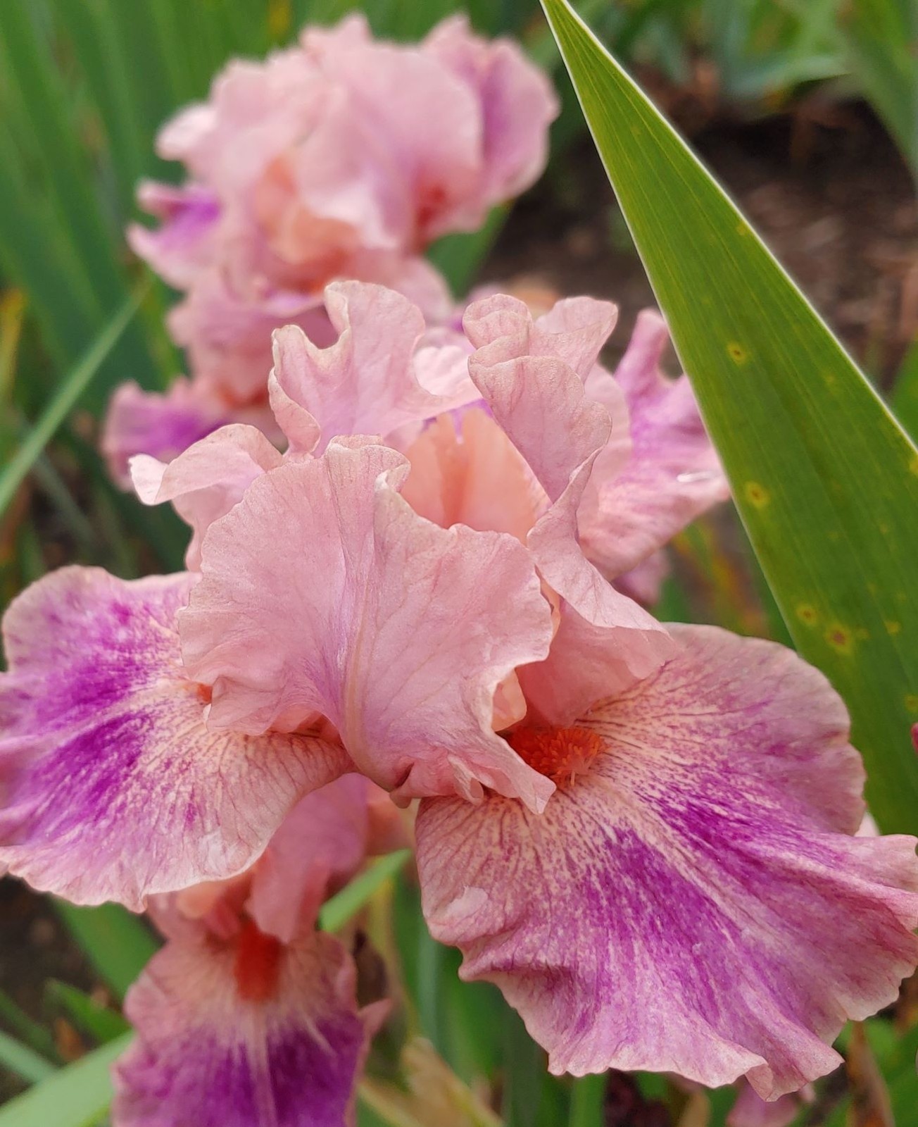 ‘Body Painting’ IB Bearded Iris Rhizome PRE-SALE to Ship Aug/Sept