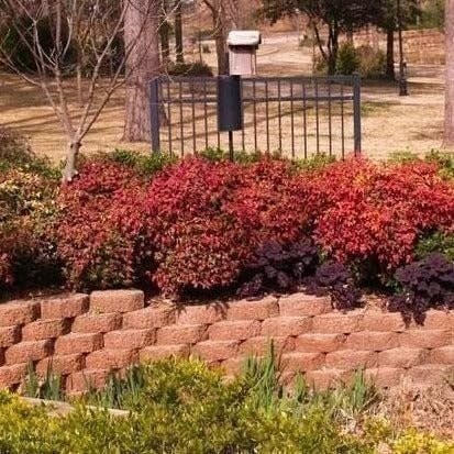 Nandina Firepower | 3 Gallon | Nandina domestica | Low Maintenance | Hardy Plant
