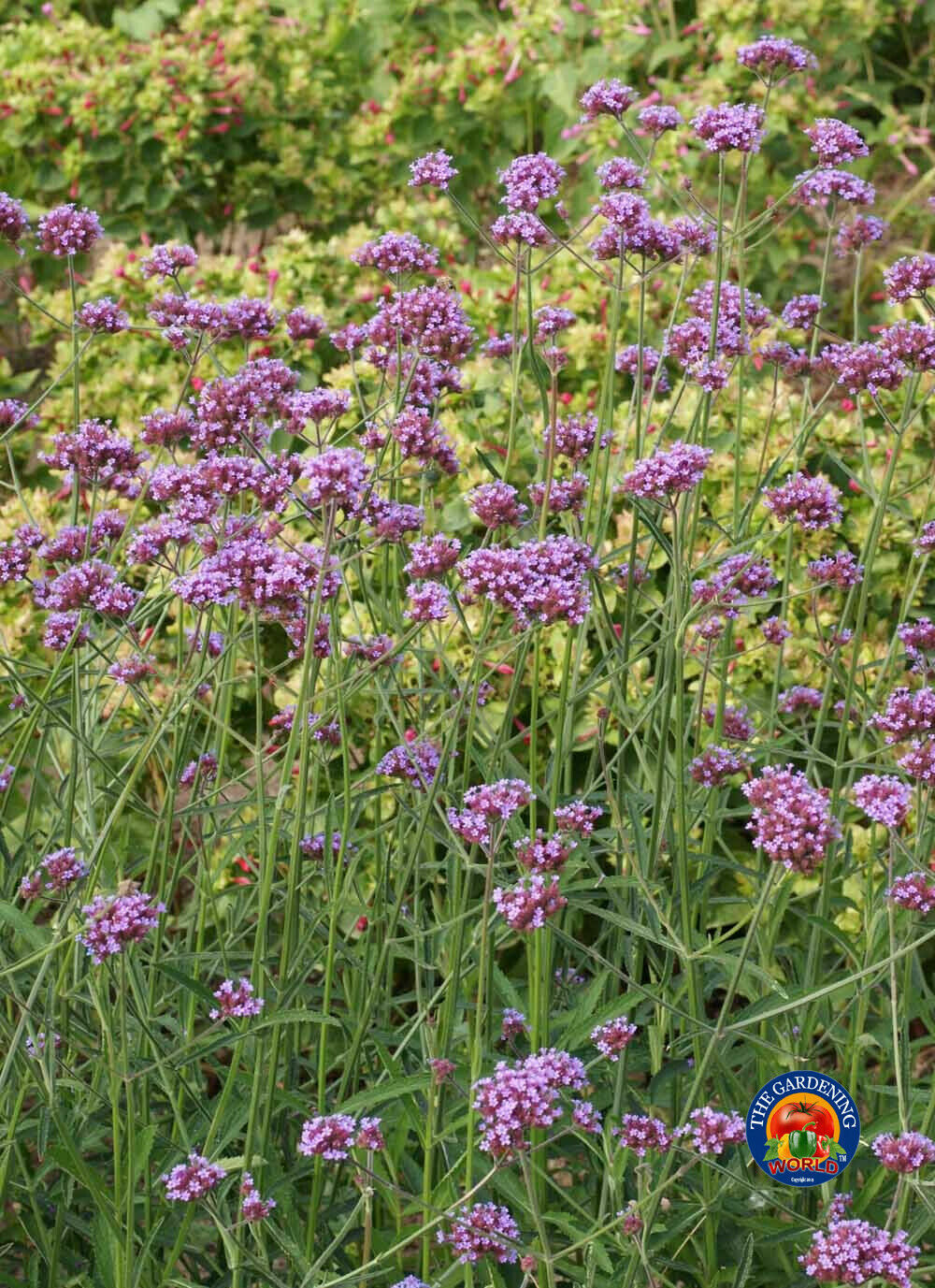 Purpletop VERVAIN Flower Seeds VERBENA Bonariensis (1000 to 5000 SEEDS)