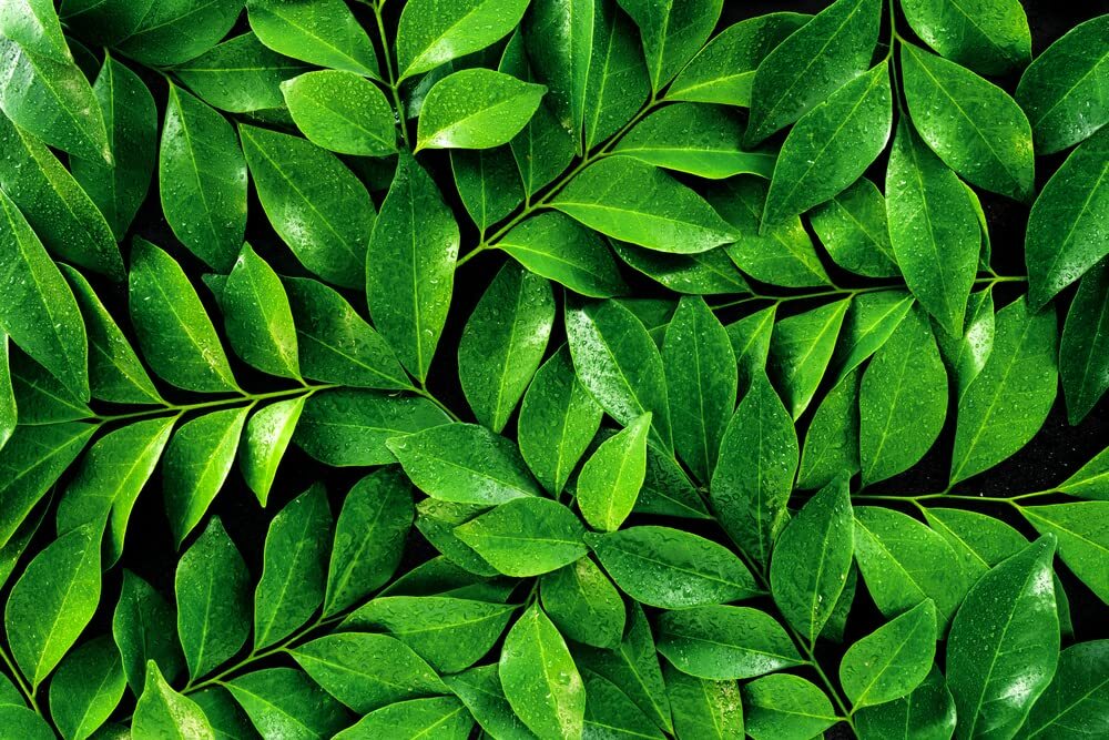 Tea Tree Seeds for Planting – 12 Seeds of Camellia Sinensis Herb Seeds – Made in