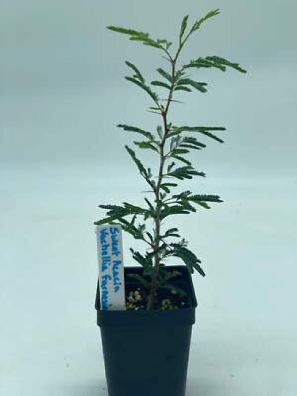 Sweet Acacia 3″ Starter Pot – Vachellia Farnesiana – Amazing Fragrance!