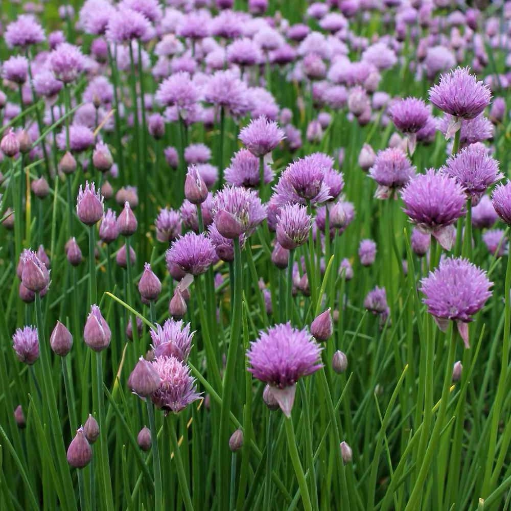 250 CHIVES SEEDS (Allium schoenoprasum) -GREEN ONION NON-GMO | Aromatic Herbs US