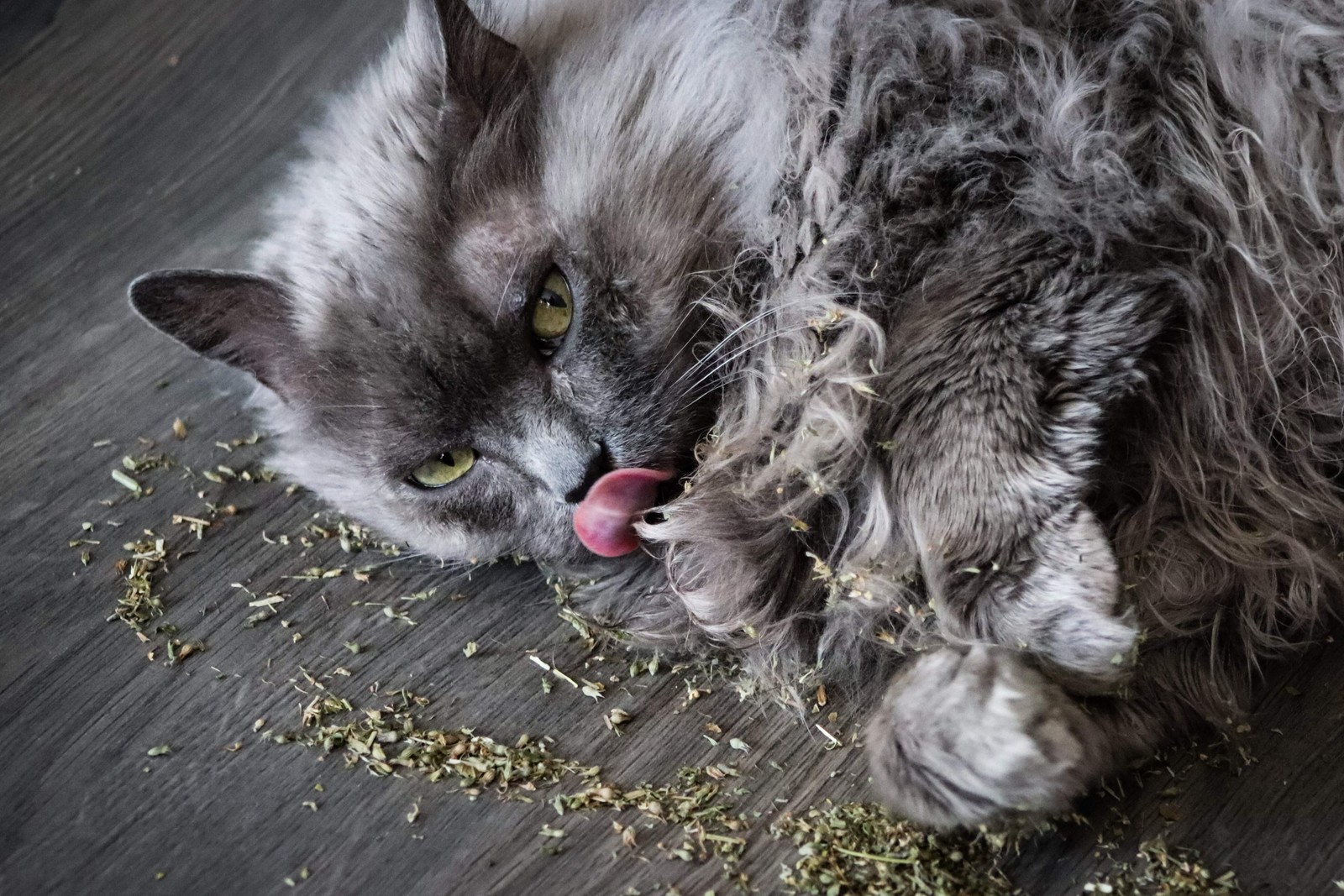 1000 HEIRLOOM CATNIP Nepeta Cataria Herb Flower Seeds
