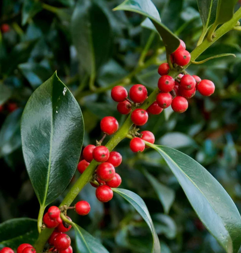 Needle Point Holly – Live Plant in Quart Pot – Evergreen Ornamental Shrub