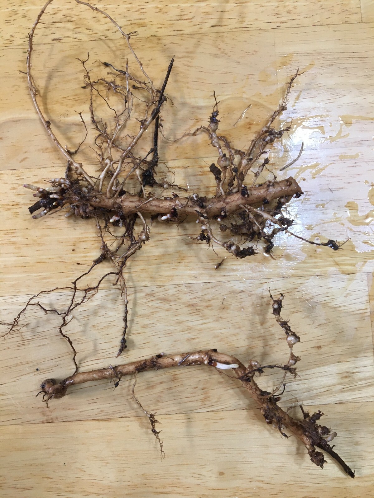 Start Next Year’s Crop Today. 3 Organic Cascade Hop Rhizomes, $22.00
