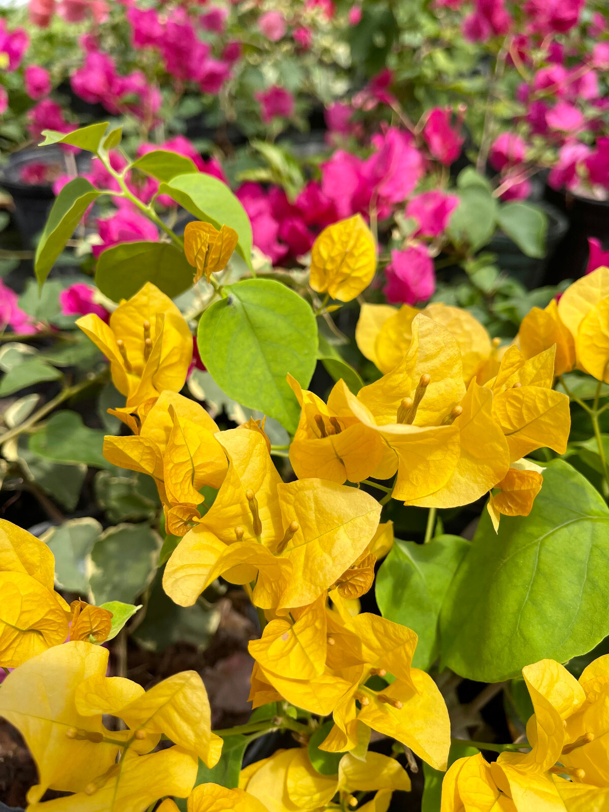 Yellow Live Plant Bougainvillea Vine in 6″ Pot Trellis Fast Growing NO CA