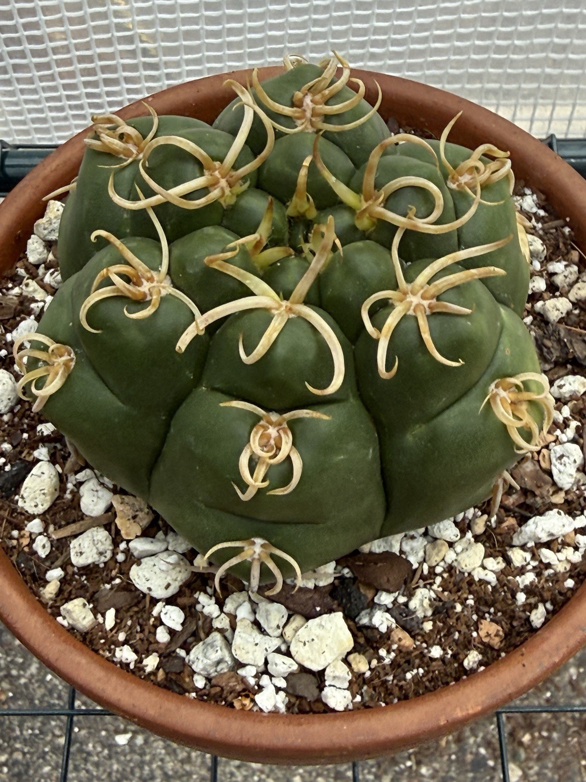 Gymnocalycium denudatum V. Braziliansis / Reaching 5 Inch Wide Now!
