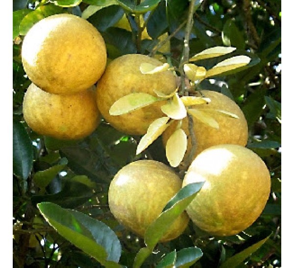 Aegle marmelos BENGAL QUINCE TREE Seeds!