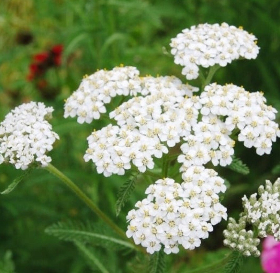 White Yarrow (Achillea millefolium) Seeds, organic