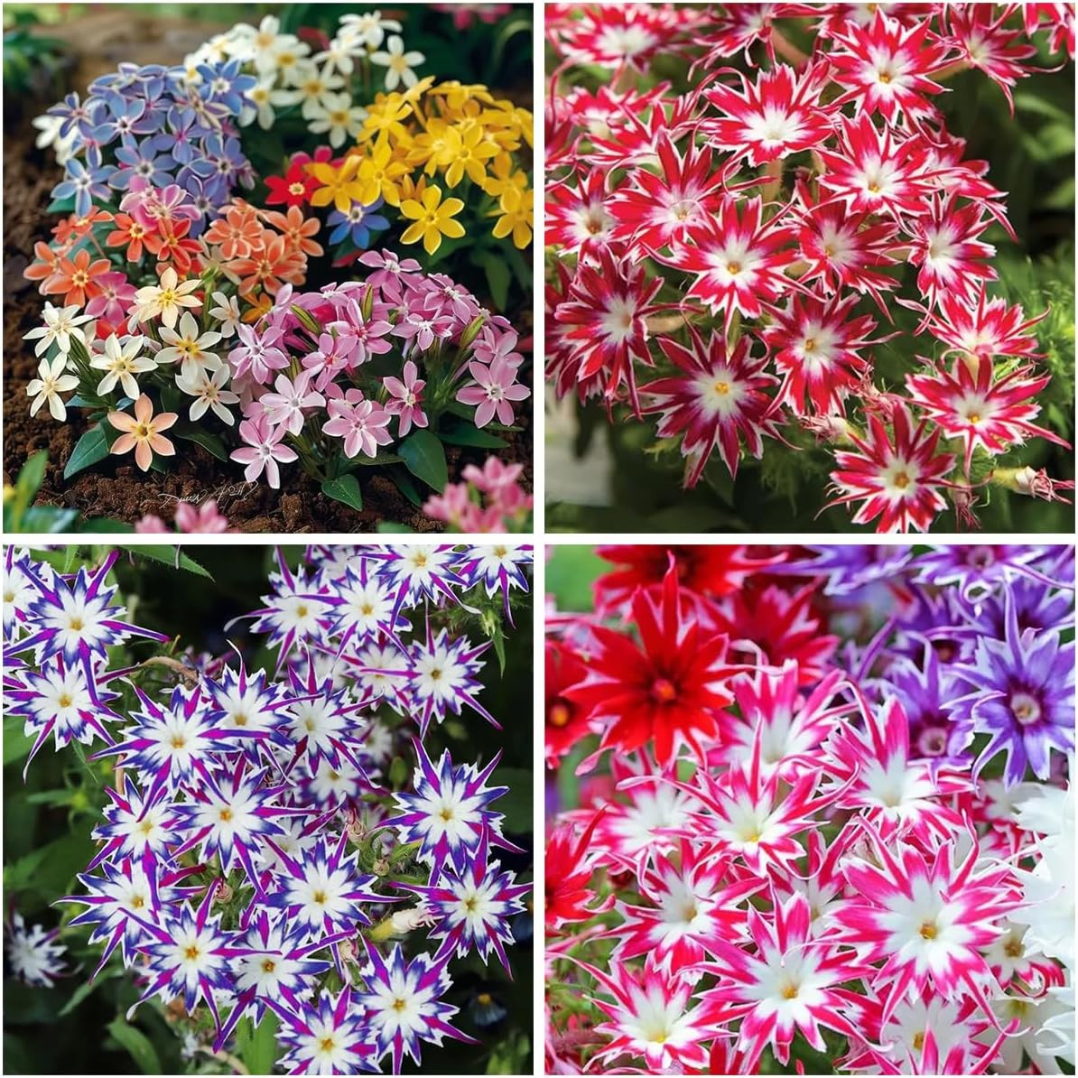 1508+ Creeping Mixed Phlox Seeds for Planting,Bright Perennial Creeping Phlox Se