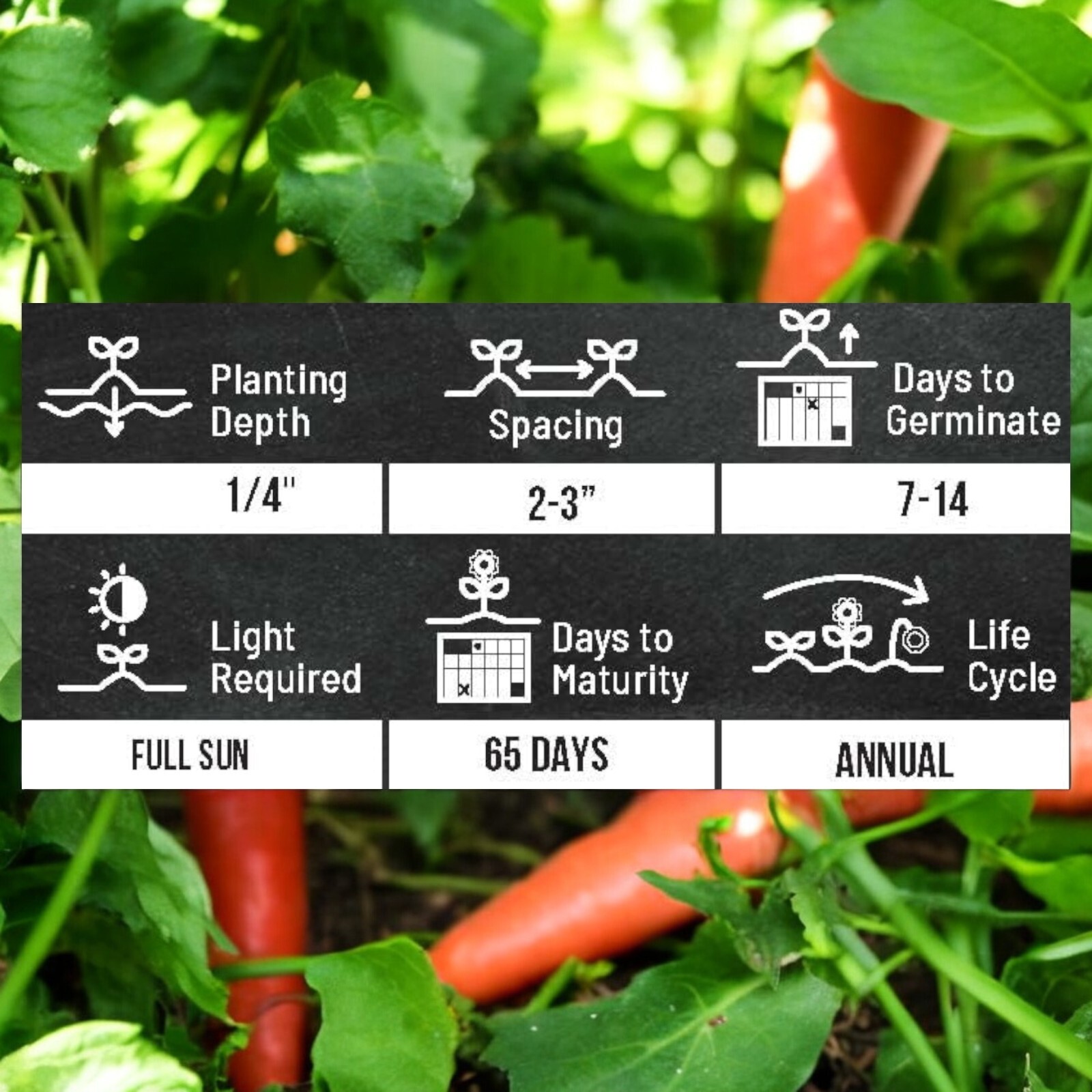 Red Fruit Carrot Seeds – 1000 Seeds – Non-GMO Heirloom Root Vegetable