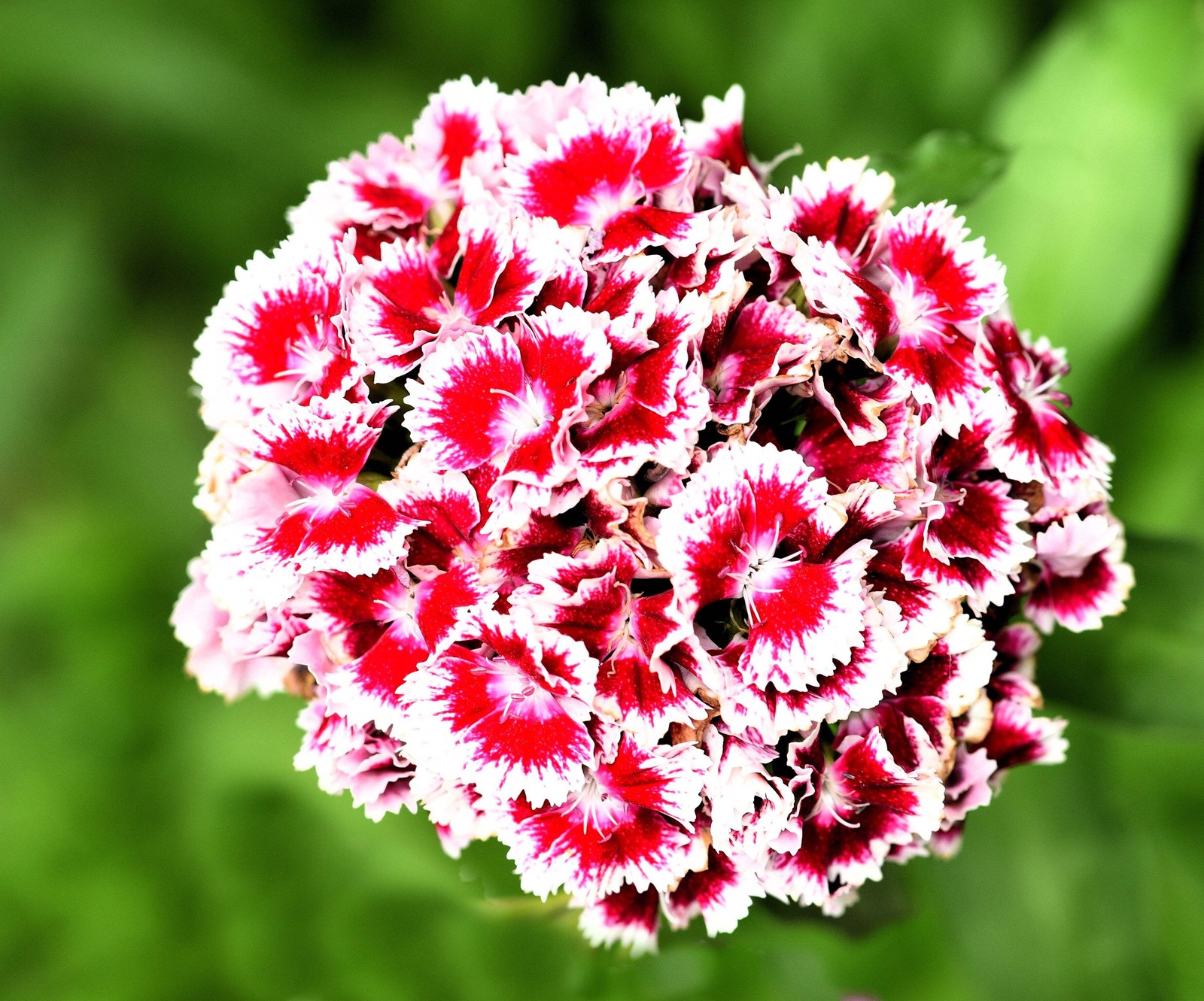 50 HOLBORN GLORY DIANTHUS Barbatus Red & White Flower Seeds *Flat S/H