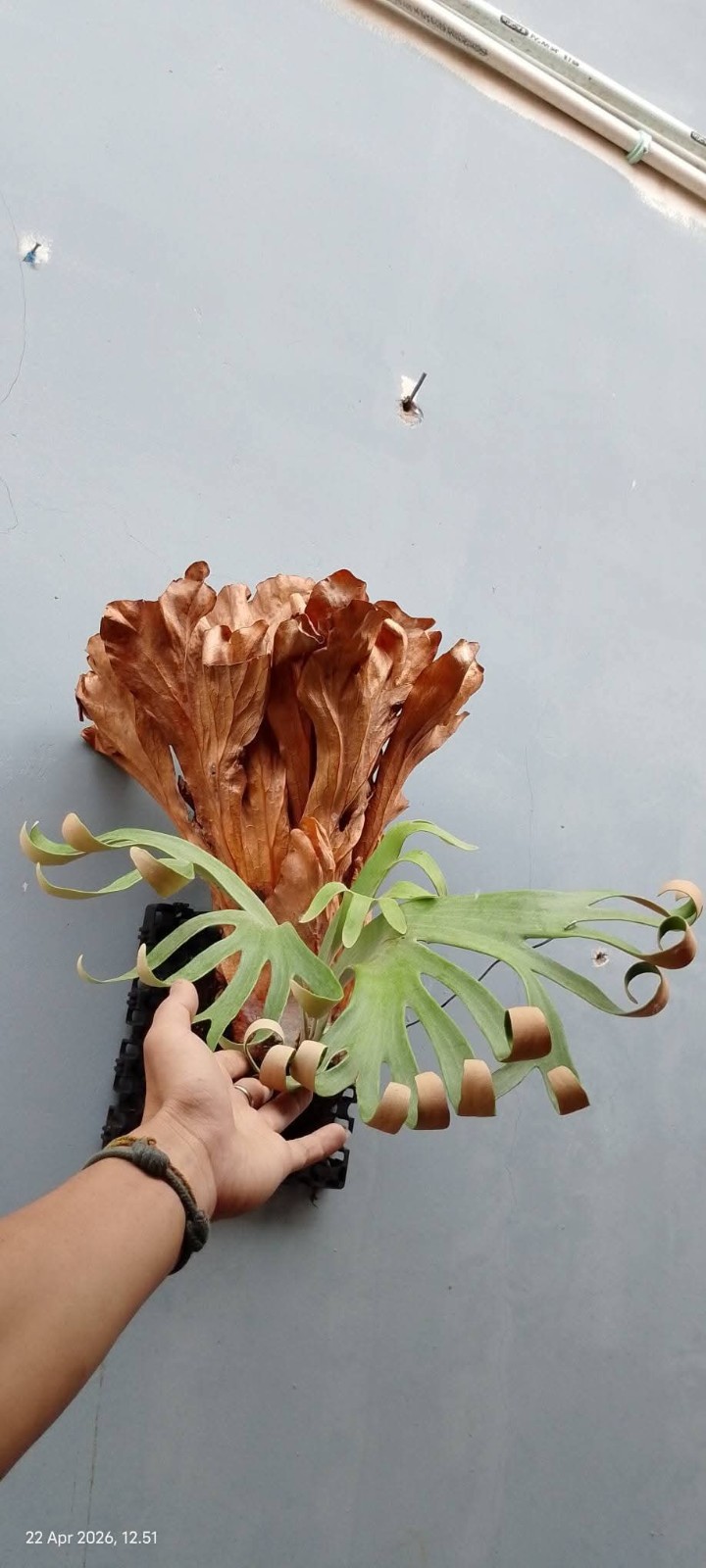 Real Pict Platycerium Willinckii Super Roll Golden Big Plant