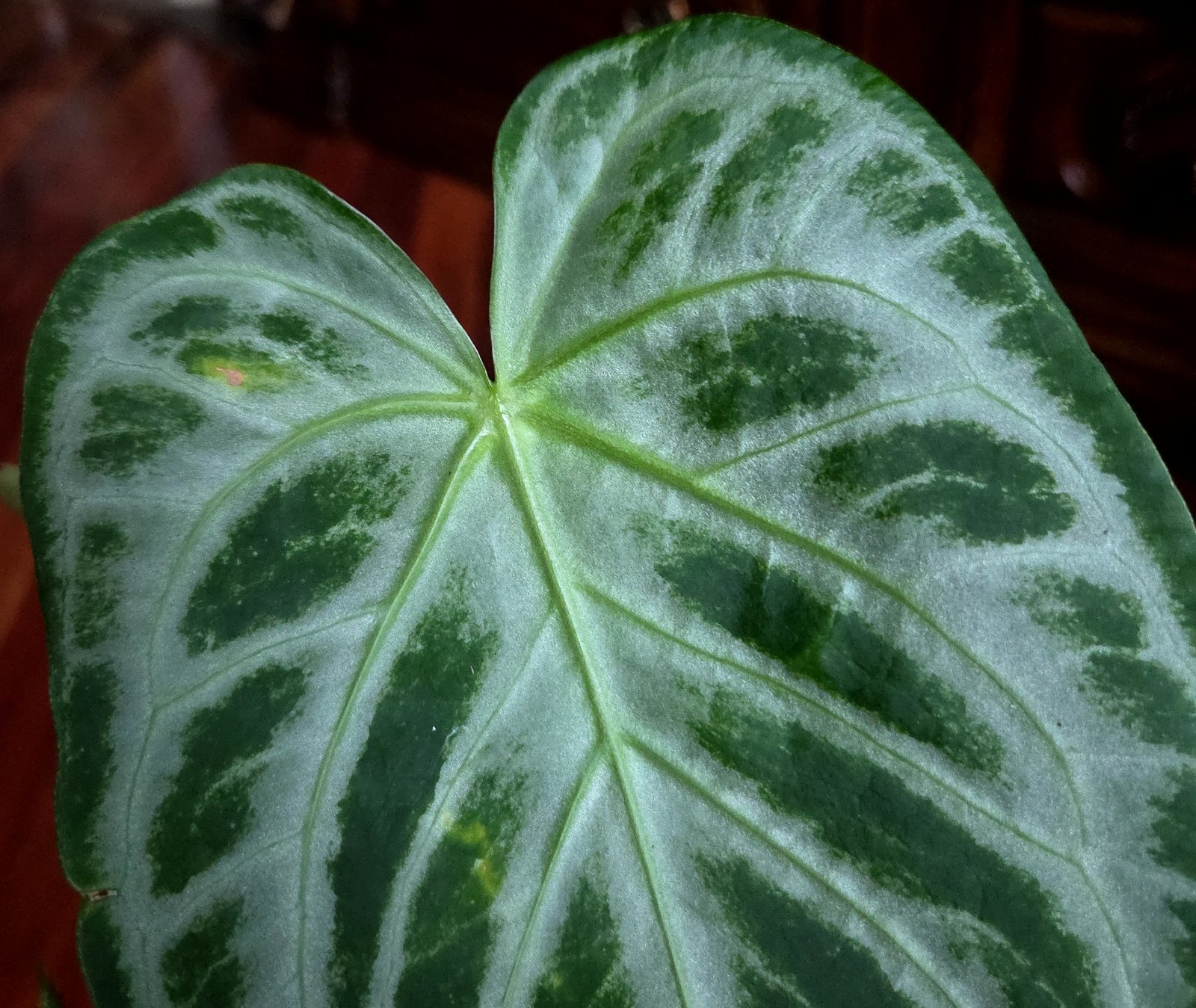 Rare XL Anthurium Dorayaki X Silver Blush 21″ Tall Not Philodendron Monstera