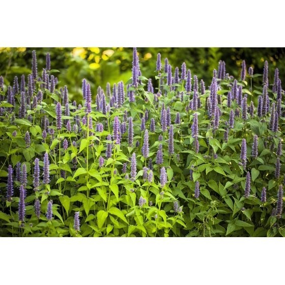 500 Seeds PURPLE ANISE HYSSOP Licorice Mint Agastache Foeniculum Herb Flower