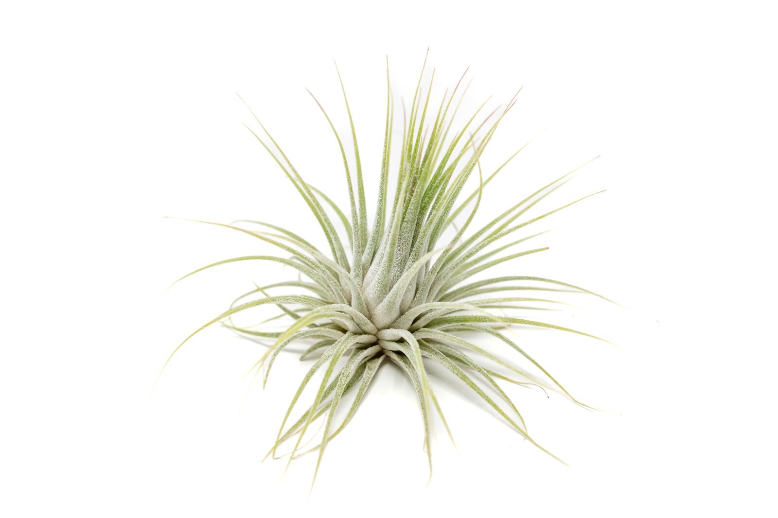 XL Tillandsia Ionantha Guatemala-Wholesale Bulk -Easy Care Indoor/Outdoor Plants