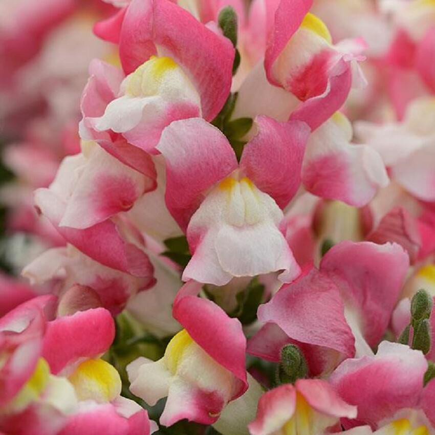 Snapdragon Seeds 50 Pelleted Seeds Snapdragon Snapshot Coral Bicolor