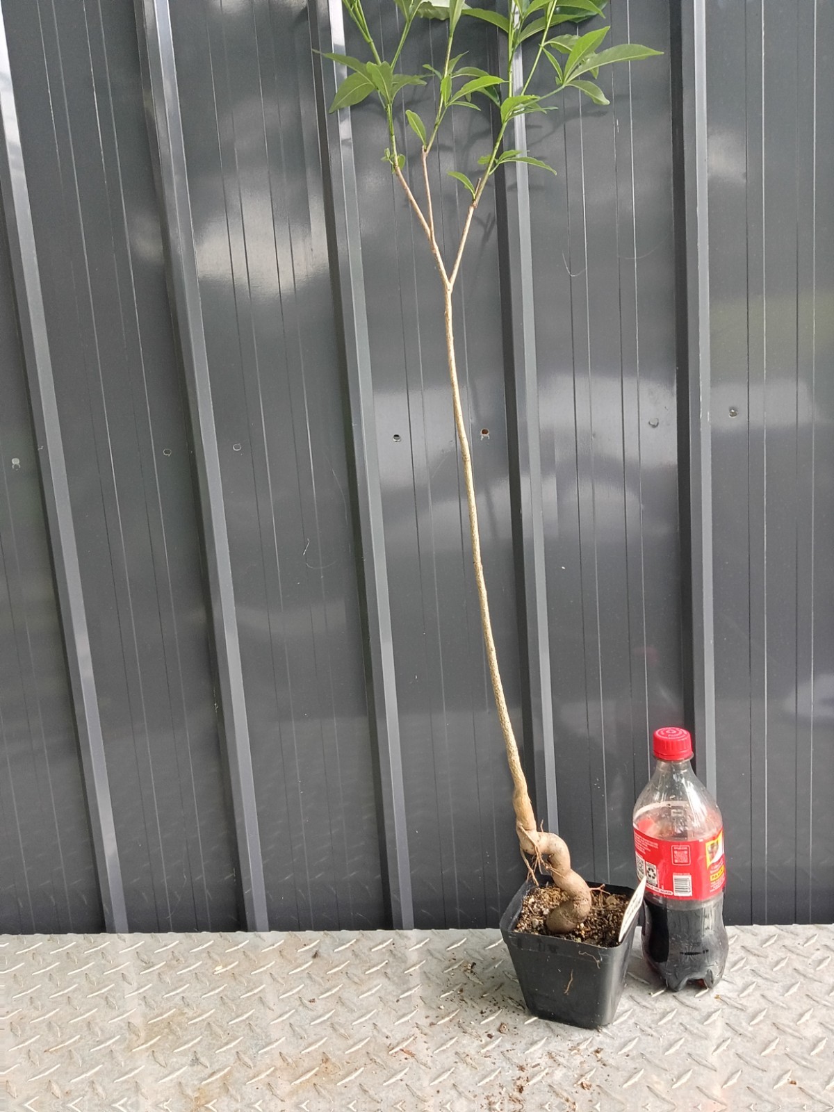 baobab grandidier fully rooted potted plants (15 to 20) inches or more nice