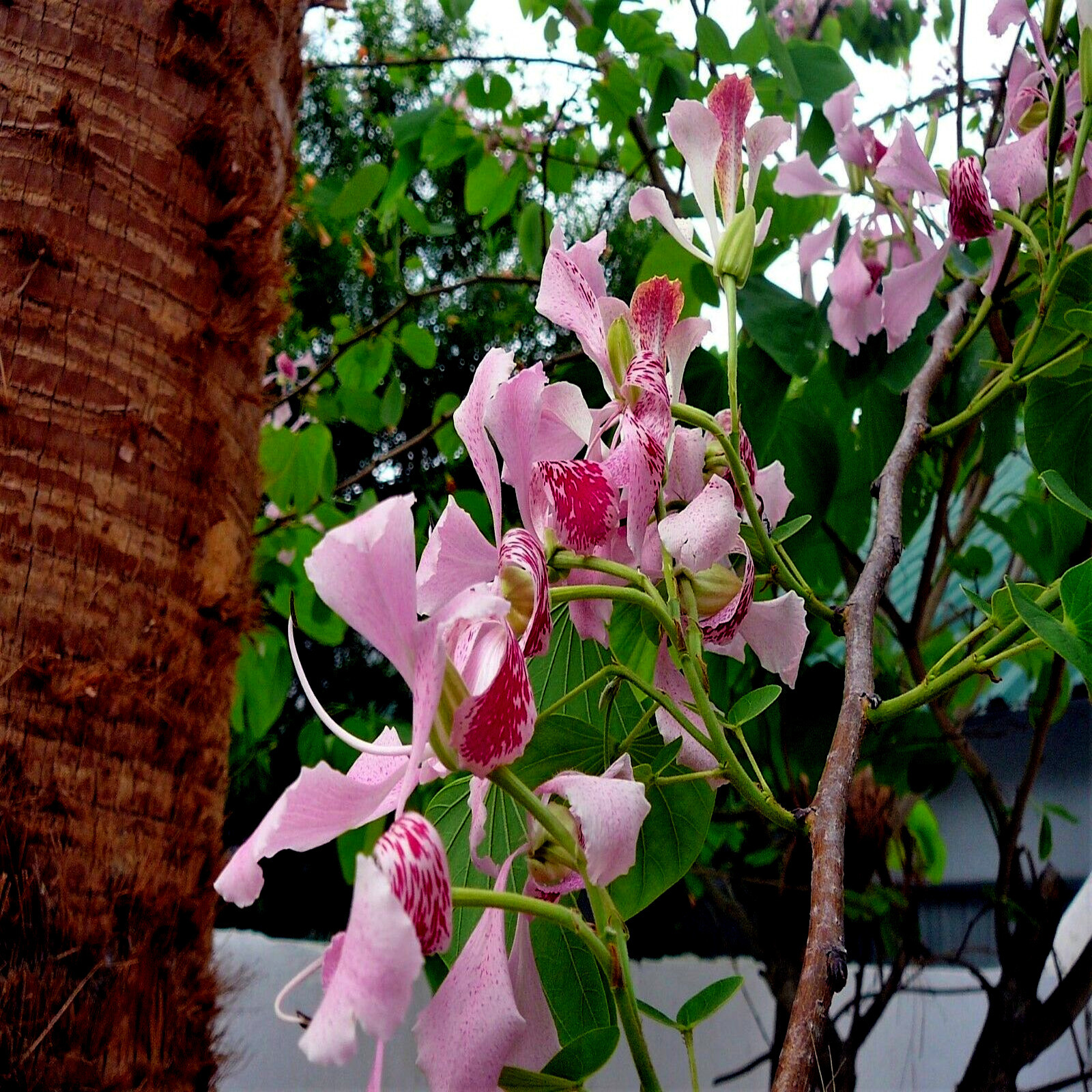 Pink Orchid Tree Seeds (Bauhinia monandra) Tropical Butterfly Flower Plant RARE!