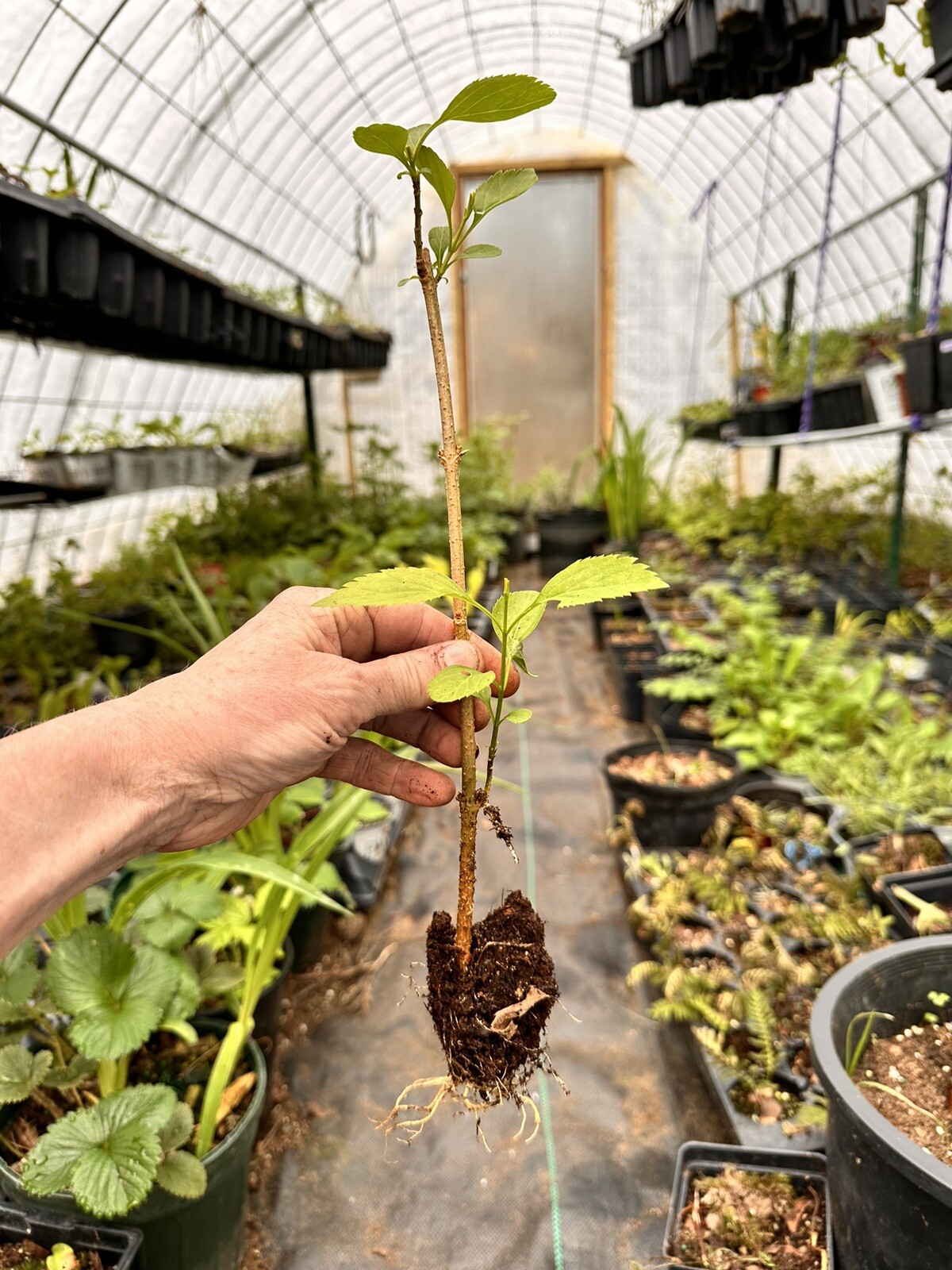 FORSYTHIA BUSH LIVE PLANT 1 TO 2 YEARS OLD 10-12 INCHES BARE ROOT