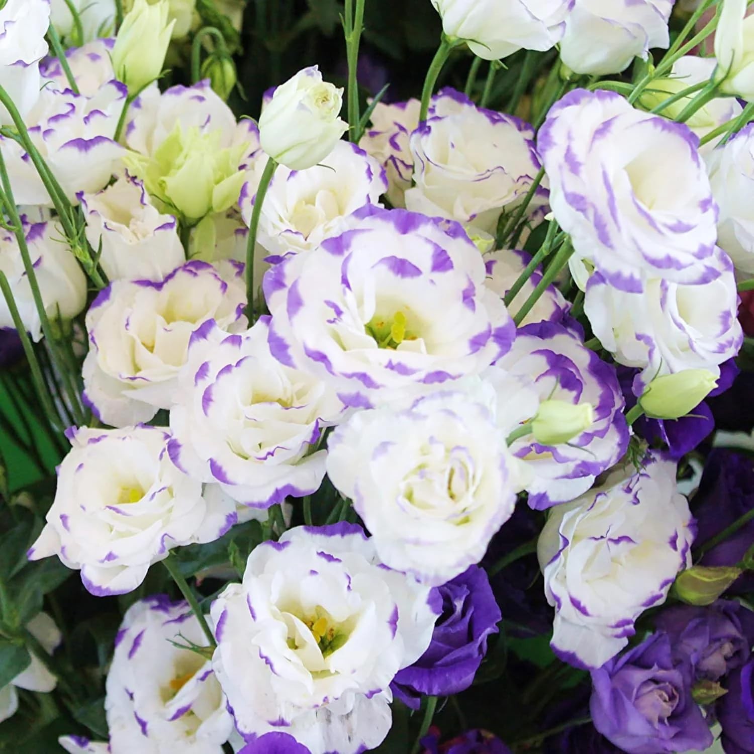 1000+Mixed Lisianthus Seeds for Planting-Lisianthus Thornless Roses Mixed