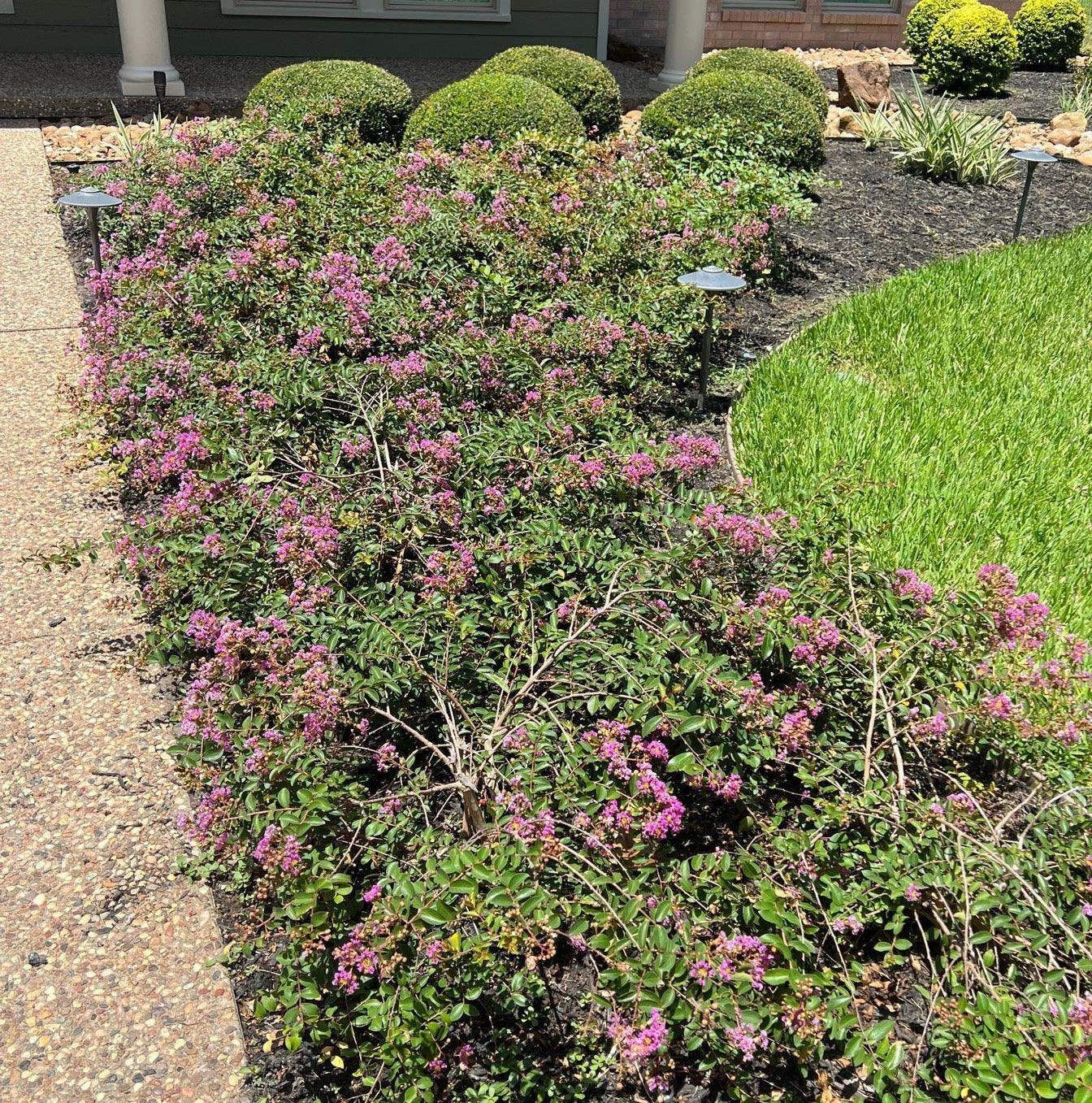 New Orleans Crape Myrtle: Sprawling Branches with Light Purple Flowers
