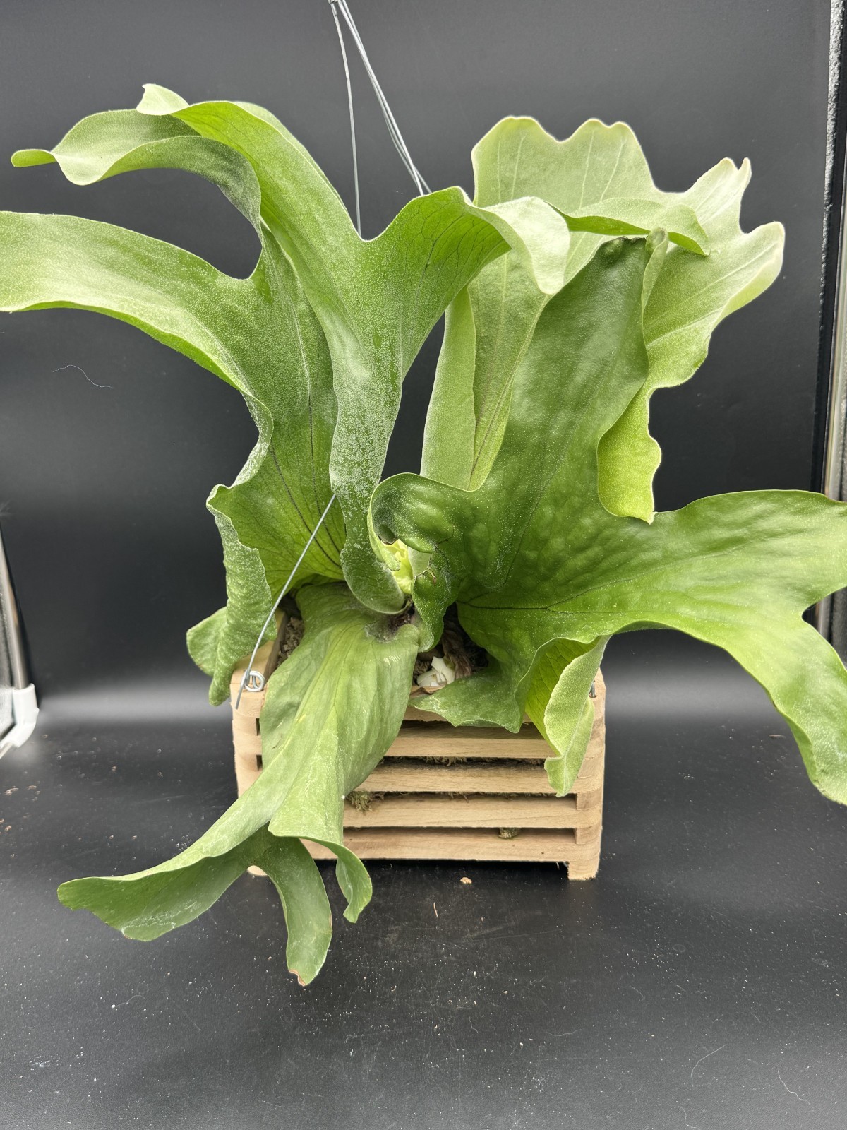 Platycerium Superbum Staghorn – 8″ Vanda Box – Exact Plant – Free Shipping